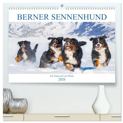 Berner Sennenhund - Ein Traum auf vier Pfoten (hochwertiger Premium Wandkalender 2026 DIN A2 quer), Kunstdruck in Hochglanz: Er ist traumhaft schön, ... Bilder dieser Traumhunde. (CALVENDO Tiere)