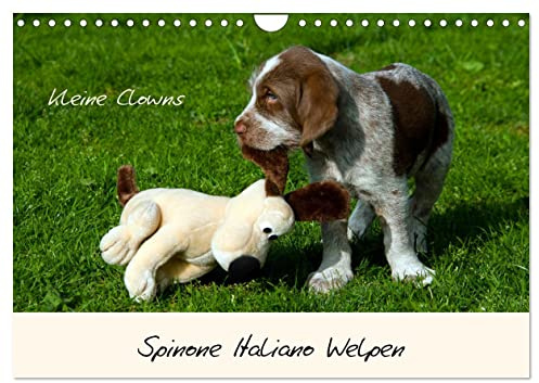 Spinone Italiano Welpen - Kleine Clowns (Wandkalender 2026 DIN A4 quer), CALVENDO Monatskalender: Sie haben viel Unfug im Kopf, sogar im Traum! (CALVENDO Tiere)