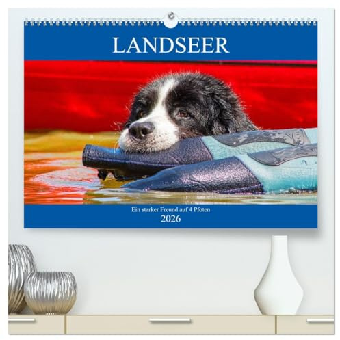 Landseer - Ein starker Freund auf 4 Pfoten (hochwertiger Premium Wandkalender 2026 DIN A2 quer), Kunstdruck in Hochglanz: Landseer - diese ... in 13 bezaubernden Bildern. (CALVENDO Tiere)