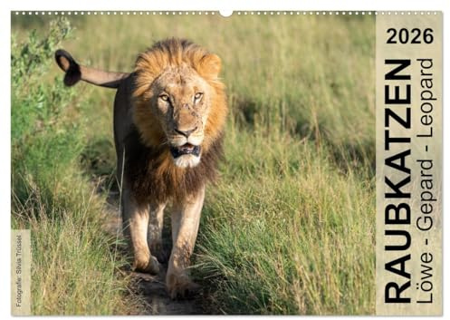 Raubkatzen - Löwe, Gepard, Leopard (Wandkalender 2026 DIN A2 quer), CALVENDO Monatskalender: Wild und frei im südlichen und östlichen Afrika. (CALVENDO Tiere)