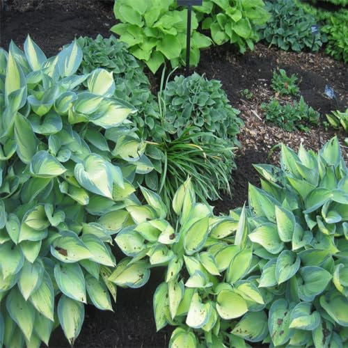 YGHESFDE Hosta winterhart mehrjährig - Hosta pflanze winterhart - Funkien hosta winterhart - Hosta knollen mix - Hosta pflanze winterhart-6knollen-J