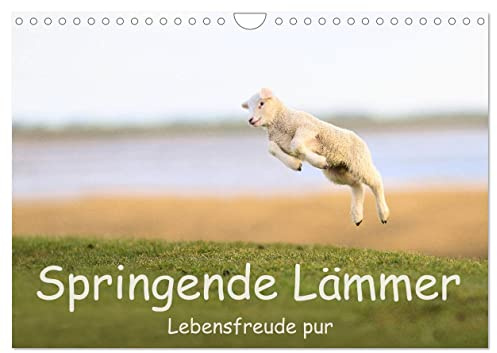 Springende Lämmer: Lebensfreude pur (Wandkalender 2026 DIN A4 quer), CALVENDO Monatskalender: Im Frühlng auf dem Deich in Westerhever (CALVENDO Tiere)