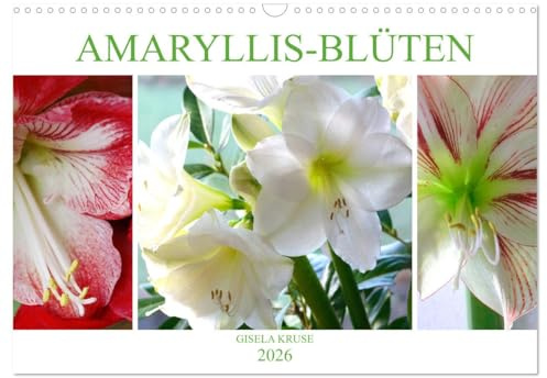 Amaryllis-Blüten (Wandkalender 2026 DIN A3 quer), CALVENDO Monatskalender: Majestätische Blumen mit beeindruckenden Staubgefäßen (CALVENDO Natur)