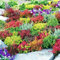 Meredith Nurseries 6 Mixed Heathers CALLUNA & Erica Varieties Colourful Flowering Plants