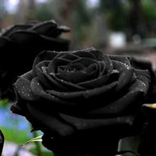 XHLKD-Y Exotische Schwarz Rose Blumen Samen Nostalgie Rosen Winterhart MehrjäHrig Duftend Blumensamen Gastgeschenk Winterharte Pflanzen FüR Garten Blumenwiese Mehrfach BlüHend KüBelpflanzen 200 Seeds