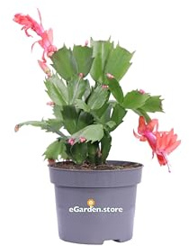 Pianta di Schlumbergera o Epiphyllum o Cactus di Natale vari colori pianta succulenta da arredo interno pianta ornamentale fiorita vera venduta da eGarden.store (Arancione v.10 cm)