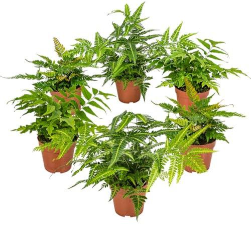 Freiland Farne Mischung- 6 Stück im 12 cm Topf