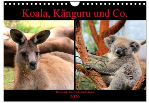 Koala, Känguru und Co. – Das wilde Tierreich Australiens (Wandkalender 2026 DIN A4 quer), CALVENDO Monatskalender: Wunderschöne, bunte Impressionen der Wildtiere Australiens. (CALVENDO Tiere)