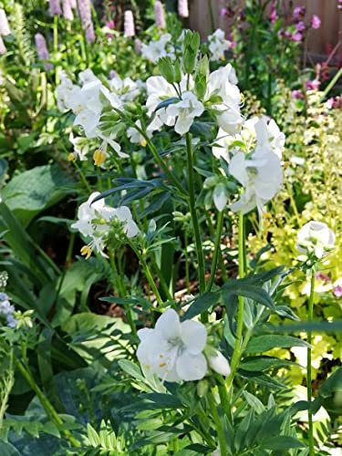 Polemonium Alba - White Jacobs Ladder X 200 Seeds - Hardy Garden Perennial