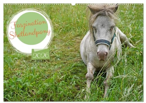 Faszination Shetlandpony (Wandkalender 2026 DIN A2 quer), CALVENDO Monatskalender: Ausgewählte Motive vom blauäugigen Shetlandpony Fredo (CALVENDO Tiere)