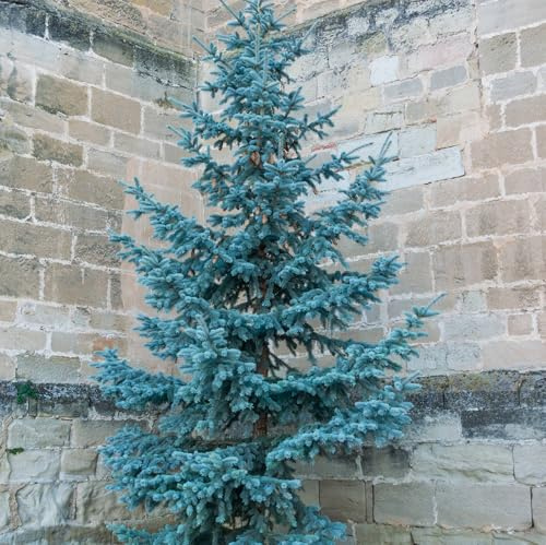 Vivai le Georgiche - Pianta vera di Picea pungens Glauca Picea pungens f. glauca Abete blu, Abete azzurro, Peccio del Colorado - vaso Ø 19 cm - altezza alla vendita 20-30 cm