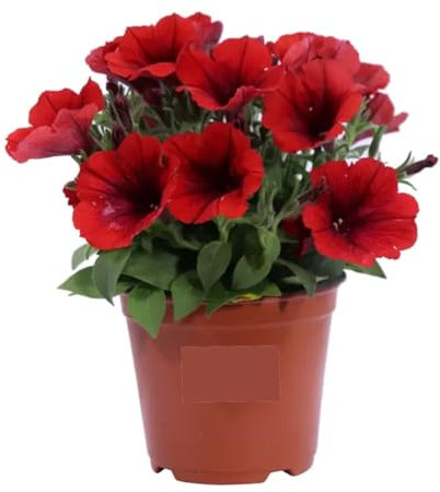 Petunia Rossa 3 Pezzi | Pianta Fiorita da Esterno in Vaso o Giardino | Fioritura Abituale e Colorata | Ideale per Balconi, Terrazzi, Aiuole | Facile da Coltivare