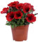 Petunia Rossa 3 Pezzi | Pianta Fiorita da Esterno in Vaso o Giardino | Fioritura Abituale e Colorata | Ideale per Balconi, Terrazzi, Aiuole | Facile da Coltivare