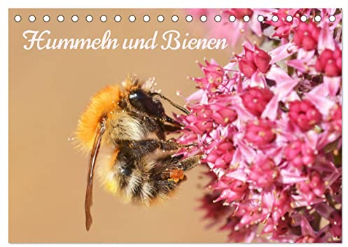 Hummeln und Bienen (Tischkalender 2026 DIN A5 quer), CALVENDO Monatskalender: Bunte Blüten und summende Gesellen - Hummeln und Bienen in 12 farbenfrohen Bildern (CALVENDO Tiere)