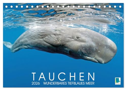 Tauchen: Wunderbares tiefblaues Meer (Tischkalender 2026 DIN A5 quer), CALVENDO Monatskalender: Großartige Unterwasseraufnahmen in der blauen Tiefe: Faszination Tauchen (CALVENDO Sport)