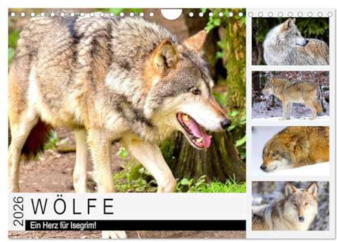 Wölfe. Ein Herz für Isegrim! (Wandkalender 2026 DIN A4 quer), CALVENDO Monatskalender: Der Wolf ist ein faszinierendes Wesen zwischen Wahrheit und Märchenwelt (CALVENDO Tiere)