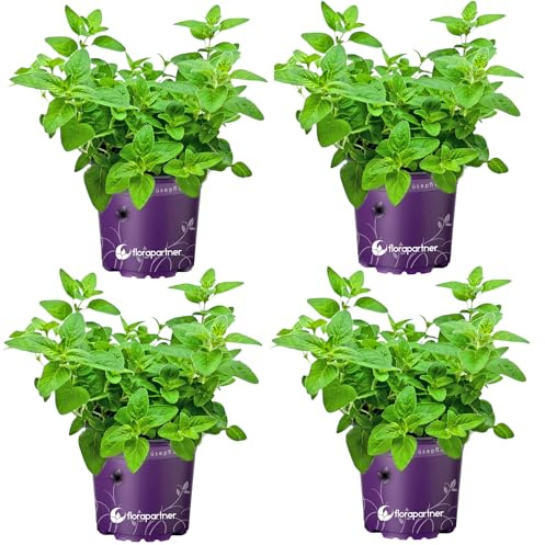 Oregano Pflanze Origanum vulgare Kräuter Pflanze 4stk.