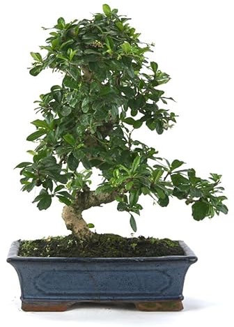 Carmona Microphylla Natural Bonsái Fácil de Mantener