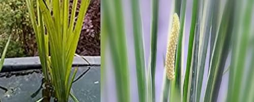 Haus & Garten 4 plantas de agua para estanques y plantas acuáticas