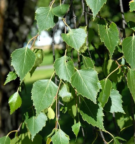 Hochstamm Hängebirke Magical Globe 60-80cm - Betula pendula