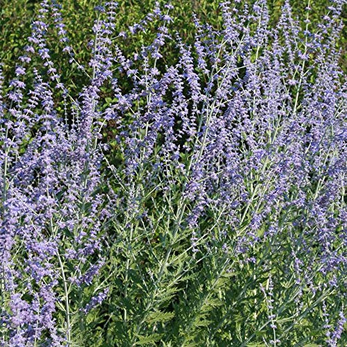 Perovskia 'Little Spire' Deciduous Hardy Outdoor Garden Shrub Plant in Pot (9cm Pot, 20-30cm)