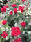 Rosa Milano ® - Beetrose Milano ® - Kordes Rose