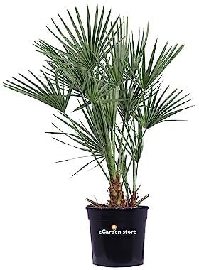 Pianta di Chamaerops Humilis Pianta di Palma di San Pietro palma di Chamaerops Humilis pianta da esterno palma in vaso pianta vera pianta ornamentale venduta da eGarden.store (Vaso 30 cm)