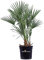 Pianta di Chamaerops Humilis Pianta di Palma di San Pietro palma di Chamaerops Humilis pianta da esterno palma in vaso pianta vera pianta ornamentale venduta da eGarden.store (Vaso 30 cm)
