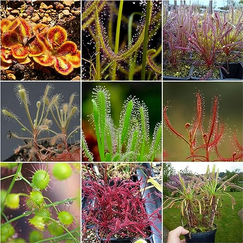 1000 pcs sonnentau fleischfressende pflanze samen - gartenkräuter dachbegrünung,Drosera capensis, nachhaltige geschenke für frauen indoor kräutergarten topfpflanzen draußen winterhart