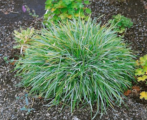 Sesleria albicans 9x9 cm Topf – Winterhart, Mehrjährig, Pflegeleicht – Blaugras – Ziergras für Steingarten & Rabatte