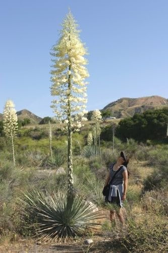 Lot de 10 graines de yucca résistant au gel - Hesperoyucca whipplei