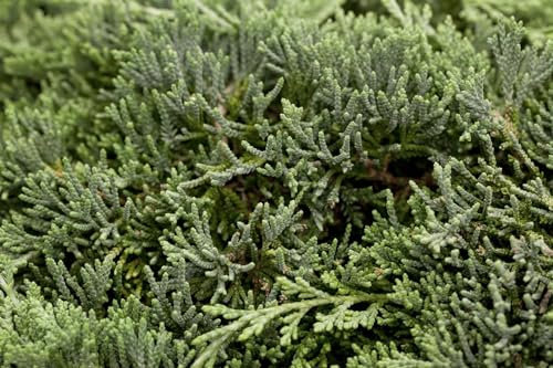 Juniperus horizontalis 'Icee Blue' 20-25 cm - Kriech-Wacholder, stahlblaue Nadeln, immergrün, ideal für Steingärten und Bodendecker, winterhart und pflegeleicht