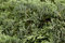 Juniperus horizontalis 'Icee Blue' 20-25 cm - Kriech-Wacholder, stahlblaue Nadeln, immergrün, ideal für Steingärten und Bodendecker, winterhart und pflegeleicht