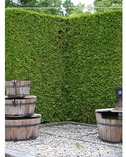 Thuja Brabant 180-200 cm. 20 Lebensbäume. Immergrün, Winterhart, Sichtschutz