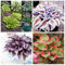 Hosta-Zwiebeln, seltene Hosta,Hosta Knollen,Hosta Rhizom,Winterharte Nacktwurzel Pflanzen,Gut für Container, Bodendecker,Winterhart Mehrjährig, Große Blattpflanzen-6zwiebeln-B