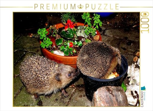 CALVENDO Puzzle EIN Motiv aus dem Kalender Meine Igel | 1000 Teile Lege-Größe 64 x 48 cm Foto-Puzzle für glückliche Stunden