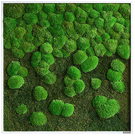 styleGREEN Moosbild Verlauf: Wald- und Kugelmoosbild Verlauf 80x80 cm