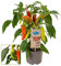 Exotenherz - Chili-Pflanze - mild - Peperoni - Pfefferstrauch für Balkon und Garten - 14cm Topf - Gemüse-To-Go
