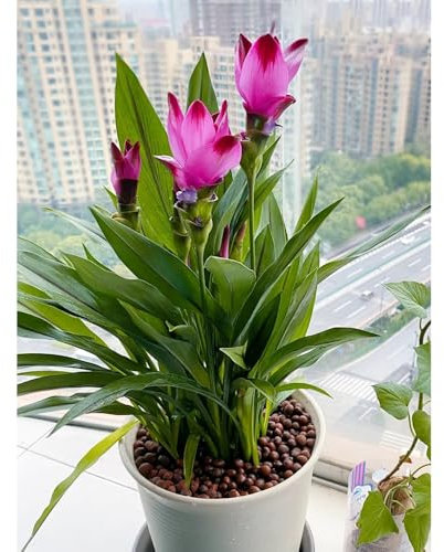 Kurkuma pflanze samen(Curcuma alismatifolia) - Dekorative Pflanzen,winterharte pflanzen für garten blumensamen geschenk,pflanzen für draußen bonsai samen,kübelpflanzen büro 300pcs