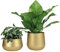 Vixdonos Lot de 2 Pots de Fleurs en métal avec Trou de Drainage Doré 15,2 cm Laiton doré.