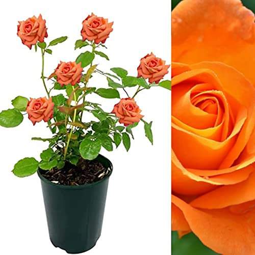 Rose Bush Whisky Mac - Floribunda Orange Rose Bush for The Garden in a 3 Litre Pot (2 Plants)