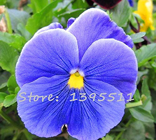 24 colori 50 pezzi/pacco fiore viola del pensiero viola ondulato viola tricolore fiore pianta in vaso fai da te a casa & amp; giardino: 20