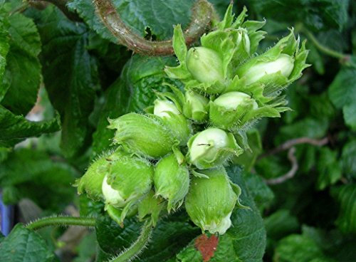 Pianta vera da frutto ALBERO DI NOCCIOLO TONDO DI GIFFONI- CORYLUS AVELLANA A RADICE NUDA - 1 METRO