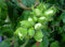 Pianta vera da frutto ALBERO DI NOCCIOLO TONDO DI GIFFONI- CORYLUS AVELLANA A RADICE NUDA - 1 METRO