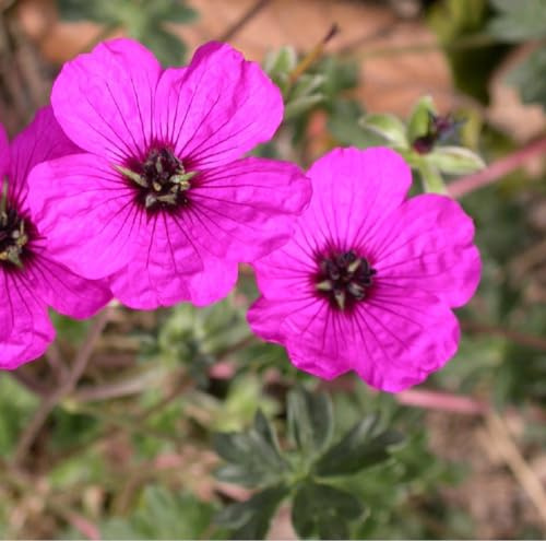 6x Geranium Cinereum 'Splendens' - Trädgårdsnäva 'Splendens' - Krukstorlek 9x9 cm - Rosa Blommor