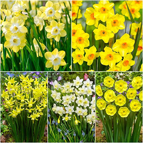 100 x Mixed Daffodil Bulbs - Sweetly Scented Fragrant - Dwarf & Medium 15-35cm Daffodil Bulbs for Planting Now UK - Daffodils Narcissus/Narcissi Spring Flowering Bulbs - Bulbs Size 8/10 - Free UK P&P