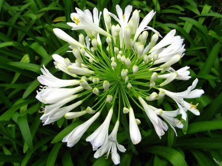 NUOVO! 25+ AGAPANTHUS GIGLIO BIANCO DEI SEMI NILE FIORE/PERENNE