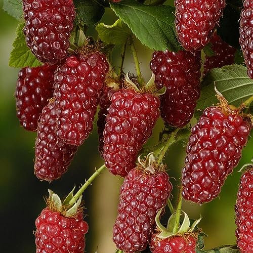 PERZOE 50 Pezzi deliziosi Semi di Frutta Lampone Rosso, Albero di Piante da Giardino Dolce e succoso 50 pz Semi di Lampone