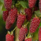 PERZOE 50 Pezzi deliziosi Semi di Frutta Lampone Rosso, Albero di Piante da Giardino Dolce e succoso 50 pz Semi di Lampone