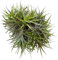 Bonplants Tillandsia, Pianta Vera Sospesa, Figlia dell’aria, 20/22 cm
